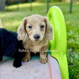 Boy 3 - Dapple male Dachshund puppy in Lakeland, Florida from Ruthie’s Rich Mini Dachshunds