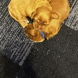 Australian Labradoodle Puppies from Blue Line Doodles of Arizona