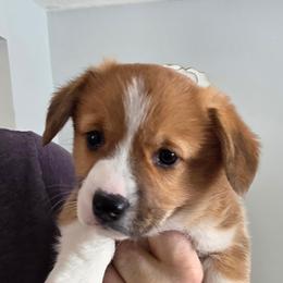 Pembroke Welsh Corgi Puppies from Desilu Corgis