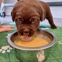 Labrador Retriever Puppies from Fetching Labrador Retrievers