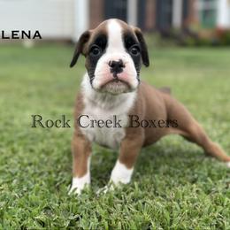 Yelena - Fawn female Boxer puppy in Jacksonville, North Carolina from Rock Creek Boxers