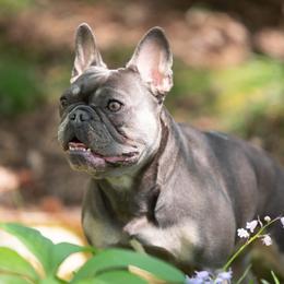 Noomi - French Bulldog