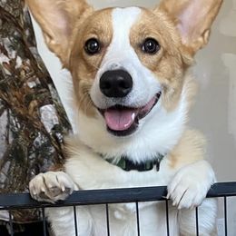 Pembroke Welsh Corgis from Prairie Pembrokes