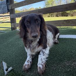 Daisy - Dachshund