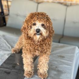 Chase - Poodle