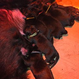 Yellow - Black female German Shepherd puppy in Roy, Washington from Diwaids Working German Shepherd Dogs