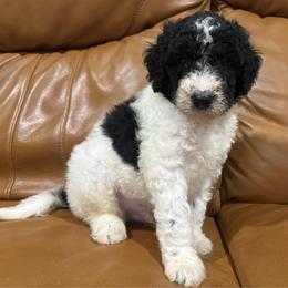 John Darling - Parti male Goldendoodle puppy in Pittsburg, Texas from Peachy Pine Goldendoodles