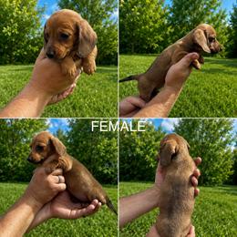 Shaded Red Girl - Red female Dachshund puppy in Oklahoma from Wild Weenies - Dachshund Ranch