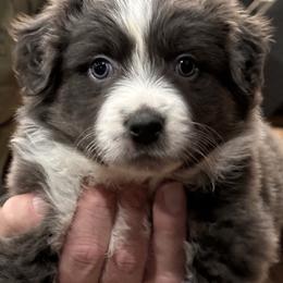 Favor - Dilute blue female Australian Shepherd puppy in Canton, Mississippi from Haven Farms Australian Shepherds