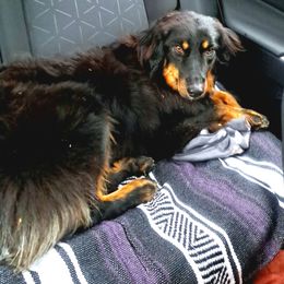 Rayne - Australian Shepherd
