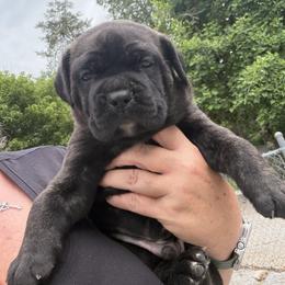 Cane Corso Puppies from CANE CORSO DI DROGHEDA