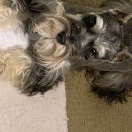 Miniature Schnauzer Puppies from Pierhaus Minature Schnauzers