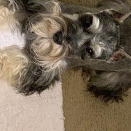 Miniature Schnauzer Puppies from Pierhaus Minature Schnauzers