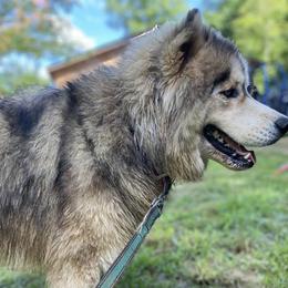 Duke  - Siberian Husky