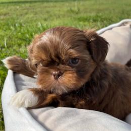 Milo - Liver male Shih Tzu puppy in Tennessee from Cutshall Babies