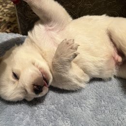 Pomsky and Siberian Husky Puppies from Osiris’s Siberians & Pomskies