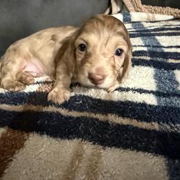 Kodak - Chocolate and cream male Dachshund puppy in Ranburne, Alabama from Camdox
