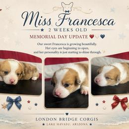 Francesca Bridgerton - Red merle and white female American Corgi puppy in Lake Havasu City, Arizona from London Bridge Corgis