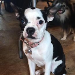 Destiny - Boston Terrier