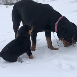 Rottweiler Puppies from Amy Osborne