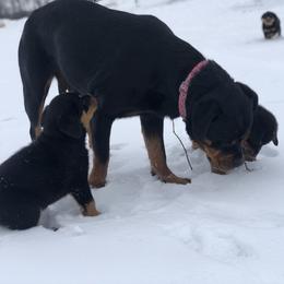 Rottweiler Puppies from Amy Osborne
