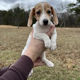 Mila TWEENIE - Piebald female Dachshund puppy in Milroy, Pennsylvania from Not Your Average Weiner