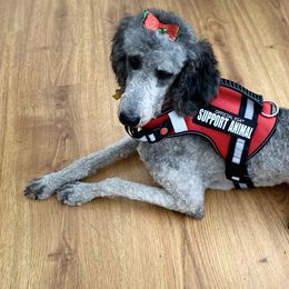 Poodle All Grown Up from Patch of Pines