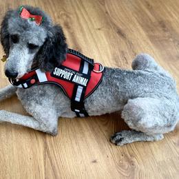 Poodle All Grown Up from Patch of Pines