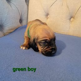 Ruckus (Green Boy) - Bloodhound puppy in Fletcher, North Carolina from Heritage Hounds