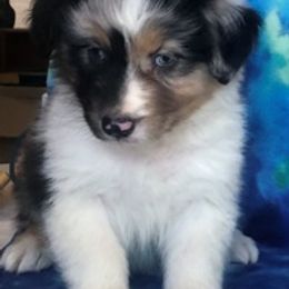 Australian Shepherd Puppies from Heartfire Aussies