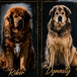 Tibetan Mastiff puppies from Wanderlust Tibetan Mastiffs