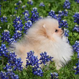 Keeshond and Pomeranian Puppies from Vivid Keeshond and poms