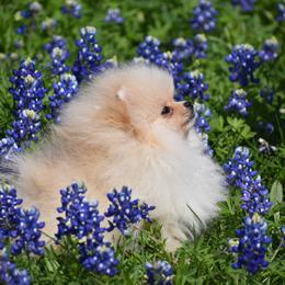 Keeshond and Pomeranian Puppies from Vivid Keeshond and poms