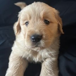 Golden Retriever Puppies from Chevaline Goldens