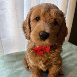 Marv - Apricot male Goldendoodle puppy in Goshen, Ohio from Land of Goshen Doodles