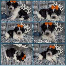 Magnolia - AKC - Black and white female Havanese puppy in Verden, Oklahoma from Holcombs Puppy Ranch