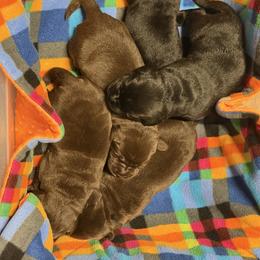 Chocolate male 1 - Chocolate male Labrador Retriever puppy in Strafford, New Hampshire from Alley Rock Labradors, LLC