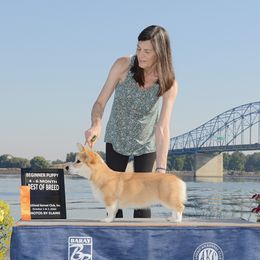 Pembroke Welsh Corgi Puppies from Outlands Corgis