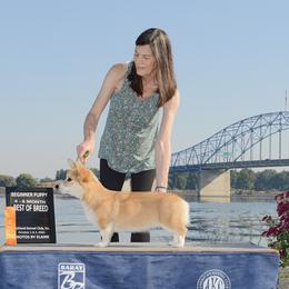 Pembroke Welsh Corgi Puppies from Outlands Corgis