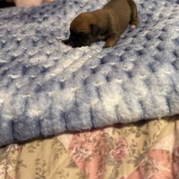 T Boy- 5 - Fawn male Boxer puppy in Evington, Virginia from Buffalo Creek Boxers