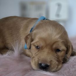 TEAL - Dark golden female Golden Retriever puppy in Grand Terrace, California from Southern Golden Retrievers
