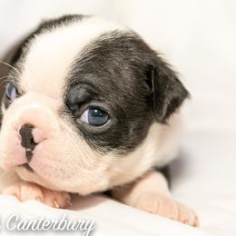 Boston Terrier Puppies from Canterbury Tails Boston Terriers