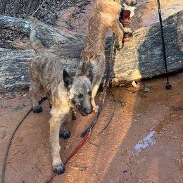 Belgian Laekenois, Dutch Shepherd, and Golden Retriever Puppies from Coswald