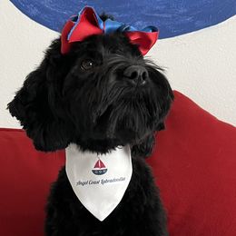 Penny - Australian Labradoodle