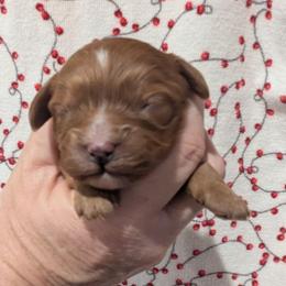 Amy - Red female Cavapoo puppy in Placerville, California from Quartz Mountain Doodles