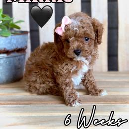 Minnie - Red female Cavapoo puppy in Runaway Bay, Texas from Green Ranch Doodles