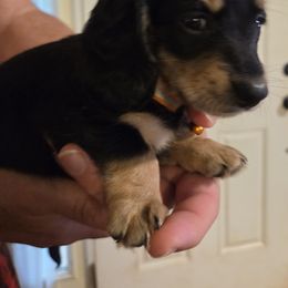Dachshund Puppies from Mobile Mini Dachshunds