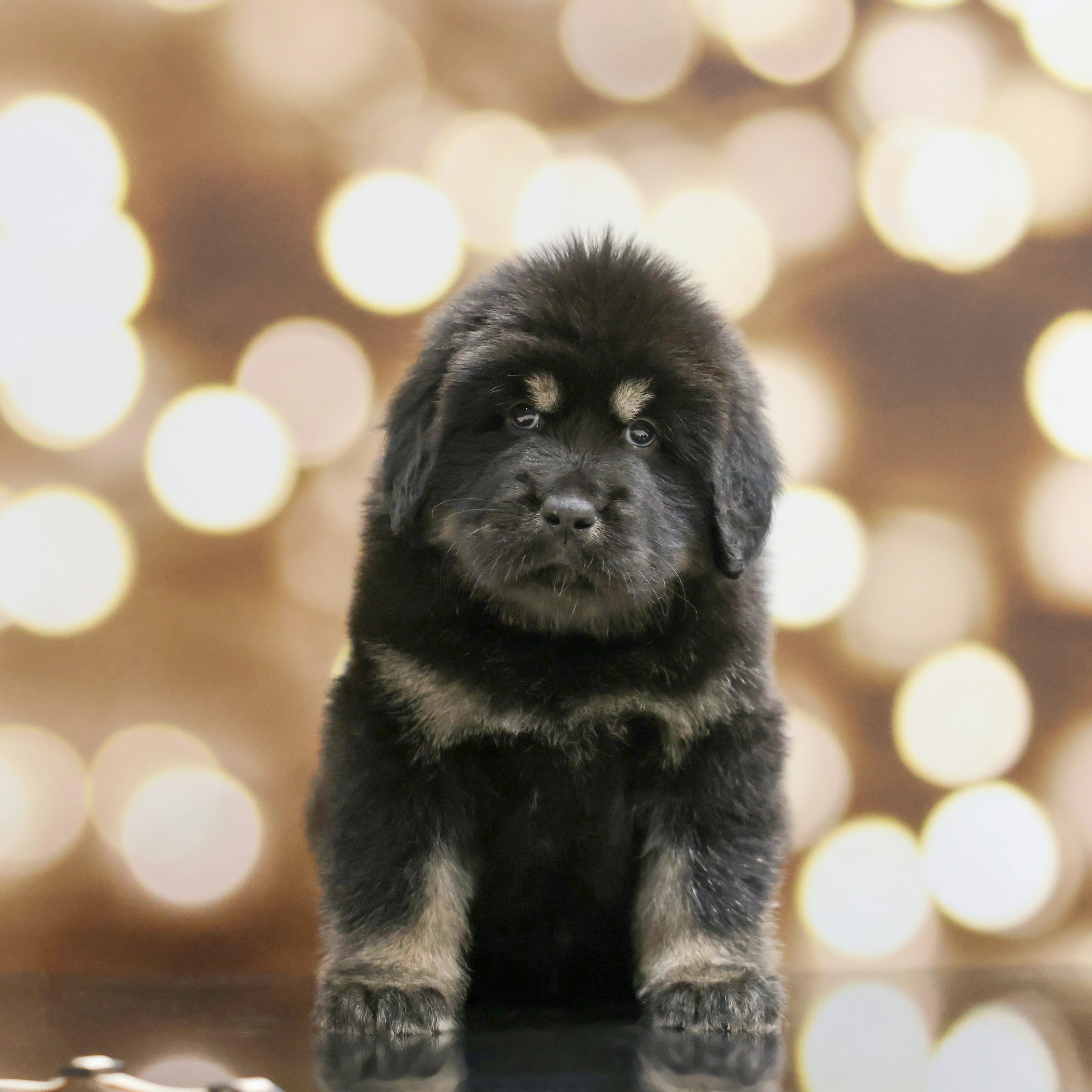 Boy 4 - Tibetan Mastiff puppy from Adynasty Tibetan Mastiffs