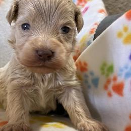 Rocky - Sable male Aussiedoodle puppy in Oklahoma City, Oklahoma from Foneb Farm - The F1B Farm