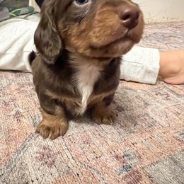 Dachshund Puppies from Salchi Dog miniature dachshunds